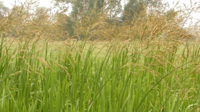 Explain Small slender grasses in marshy land / rustic musical ...