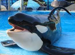 Attraction phased out for orcas' well-being - wordplays.com