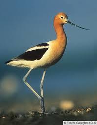 /11/f0/76/bird%2C-old-and-c... /11/f0/76/bird%2C-old-and-c...