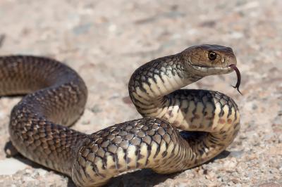 Explain Deadly African snake that despite its name is not black