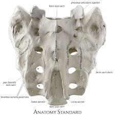 Explain Large triangular bone of the lower back formed from five fused ...