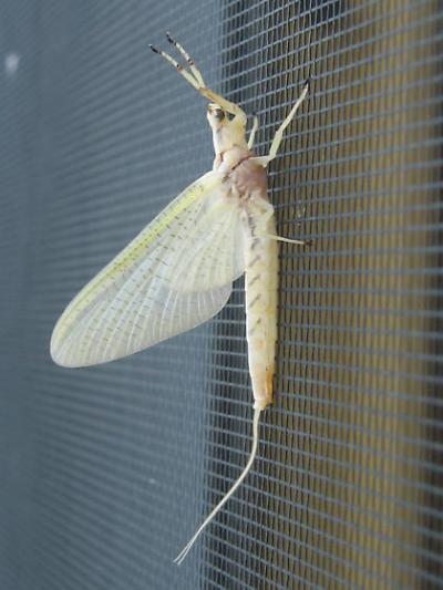 Explain Winged insect seen around water at the end of spring ...