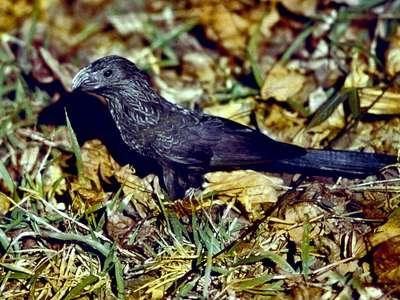 black american bird belonging to the cuckoo family