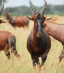 Large antelope crossword
