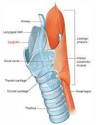 Explain The thin cartilaginous flap that covers the entrance to the ...