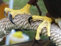 It may connect a limb to a branch - wordplays.com