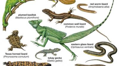 Explain Gecko, for example (6) using the Crossword Dictionary at