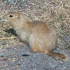 Explain Burrowing animal that's a pest in Caddyshack using ...