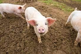 Pigs - wordplays.com