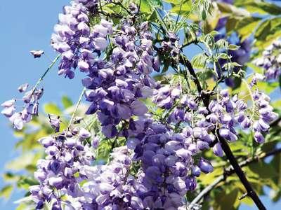 small tree with purple flowers crossword clue