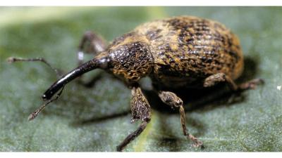 Snout beetle (6) - wordplays.com