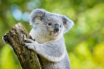 Explain Arboreal Australian marsupial (Phascolarctos cinereus ...