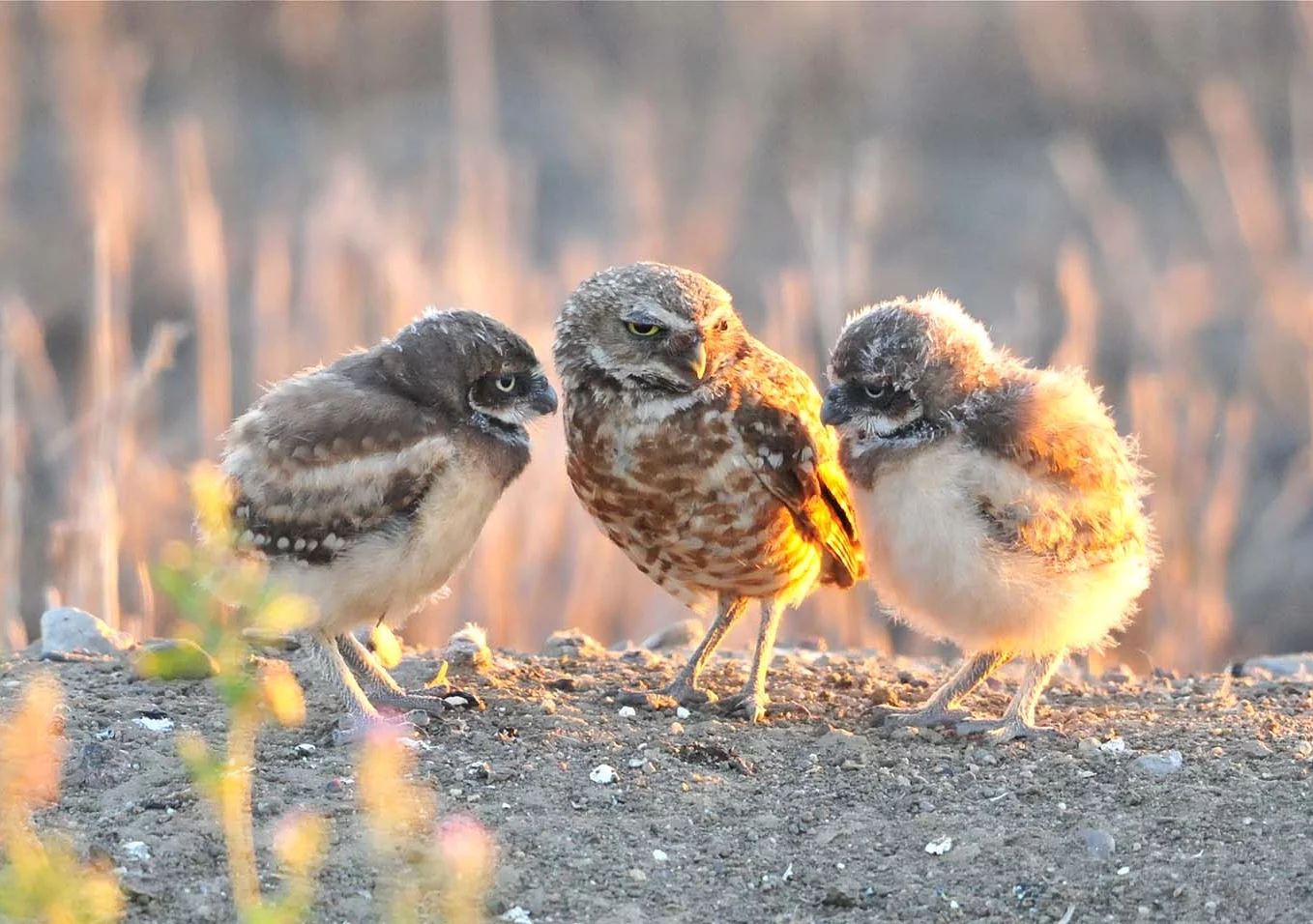 Symbol of wisdom - wordplays.com