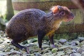 Explain Rodent of Central and South America valued for its meat using