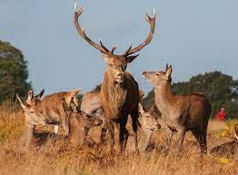 Antlered animal - wordplays.com