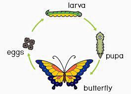 Explain Larva-to-adult transition using the Crossword ...