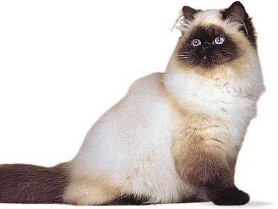 Explain Relating to cats (6) using the Crossword Dictionary ...