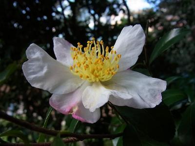 Ornamental Shrub Native To An