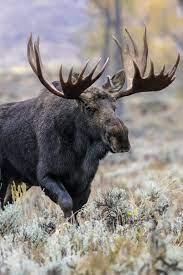 Large NA animal - wordplays.com