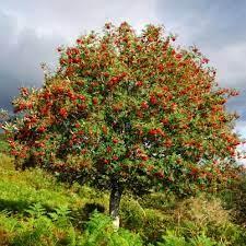 Tree (5) - wordplays.com