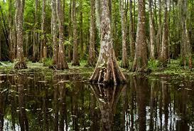 Explain Marshy area in southern US using the Crossword Dictionary 
