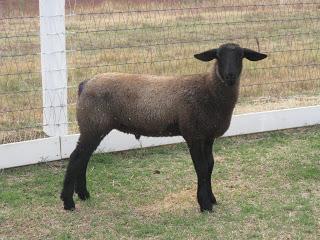 Feeble woman castrated sheep - wordplays.com