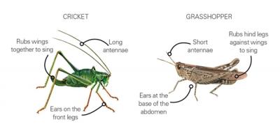 Explain Insect feelers Crossword Clue, Crossword Dictionary ...