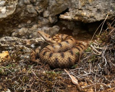 Venomous vipers - wordplays.com