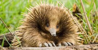 Explain Spiny egg laying mammal of Australia and New Guinea also known