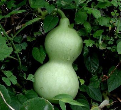 large fruit in the us Crossword Clue | Wordplays.com