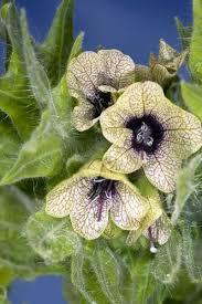 Layer on diseased bean plant (7) - wordplays.com