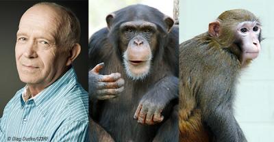 Monkeys and Apes belong to the order of ___ - wordplays.com