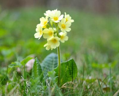 Explain Yellow paigles or primulas, such as those growing in Oberon's ...