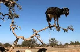 Go out on a ___ - wordplays.com