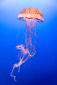 sea creature with stinging tentacles Crossword Clue | Wordplays.com