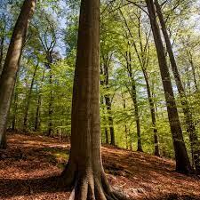 Part of tree used to produce large box? (5) - wordplays.com