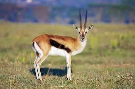 Graceful Antelope 7 Crossword Clue Wordplays Com