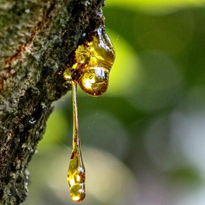 Tree fluid - wordplays.com