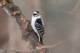 On which a bird may sit and fish (5) - wordplays.com