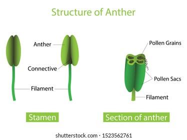 Explain Part of a stamen where pollen is produced the male part of a