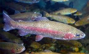Start trying out the fish (5) - wordplays.com