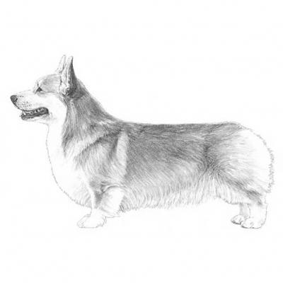 The big bird is taken back and the American soldier has a dog instead (5) - wordplays.com