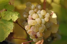 Variety of white wine first produced in the Rhine valley, now all over the world (8) - wordplays.com