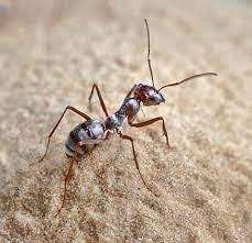 Picnic pest - wordplays.com