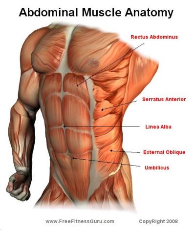 Tummy muscles - wordplays.com