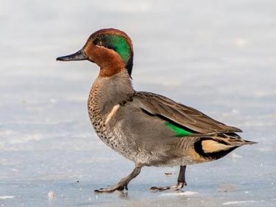 Explain Small freshwater duck using the Crossword Dictionary ...