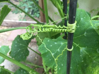 Climbing Plant Support 8 Crossword Clue Wordplays Com Climbing Plant Support 8 Crossword, Garden Structures For Climbing Vines Crossword