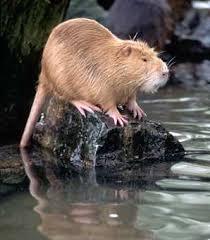 Explain Large South American aquatic rodent (5) Crossword ...