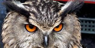 Hip Crossword Clue Wordplays Com