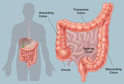 Pause, large intestine (5) - wordplays.com